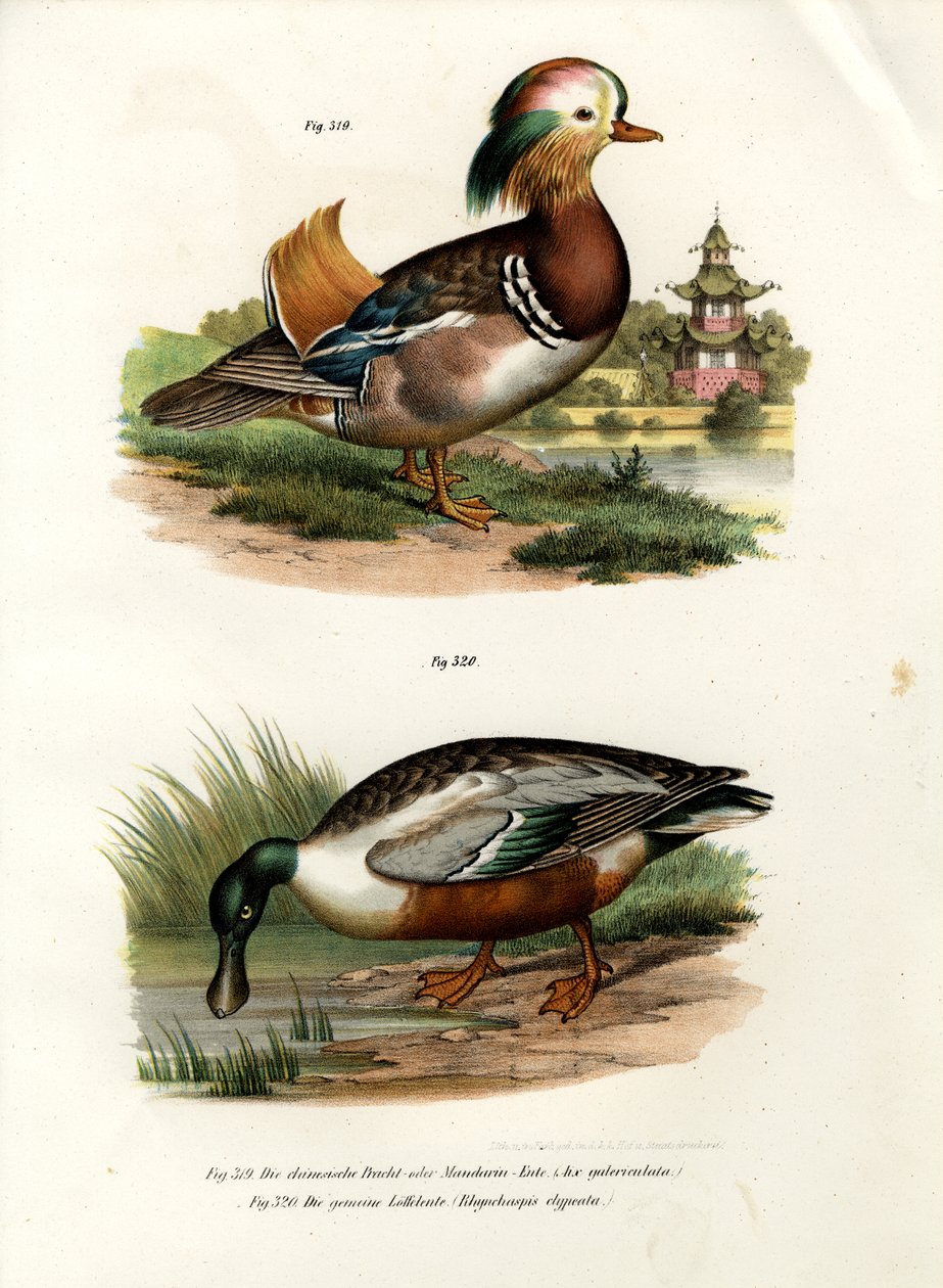 Mandalina Ördeği, 1864 by German School