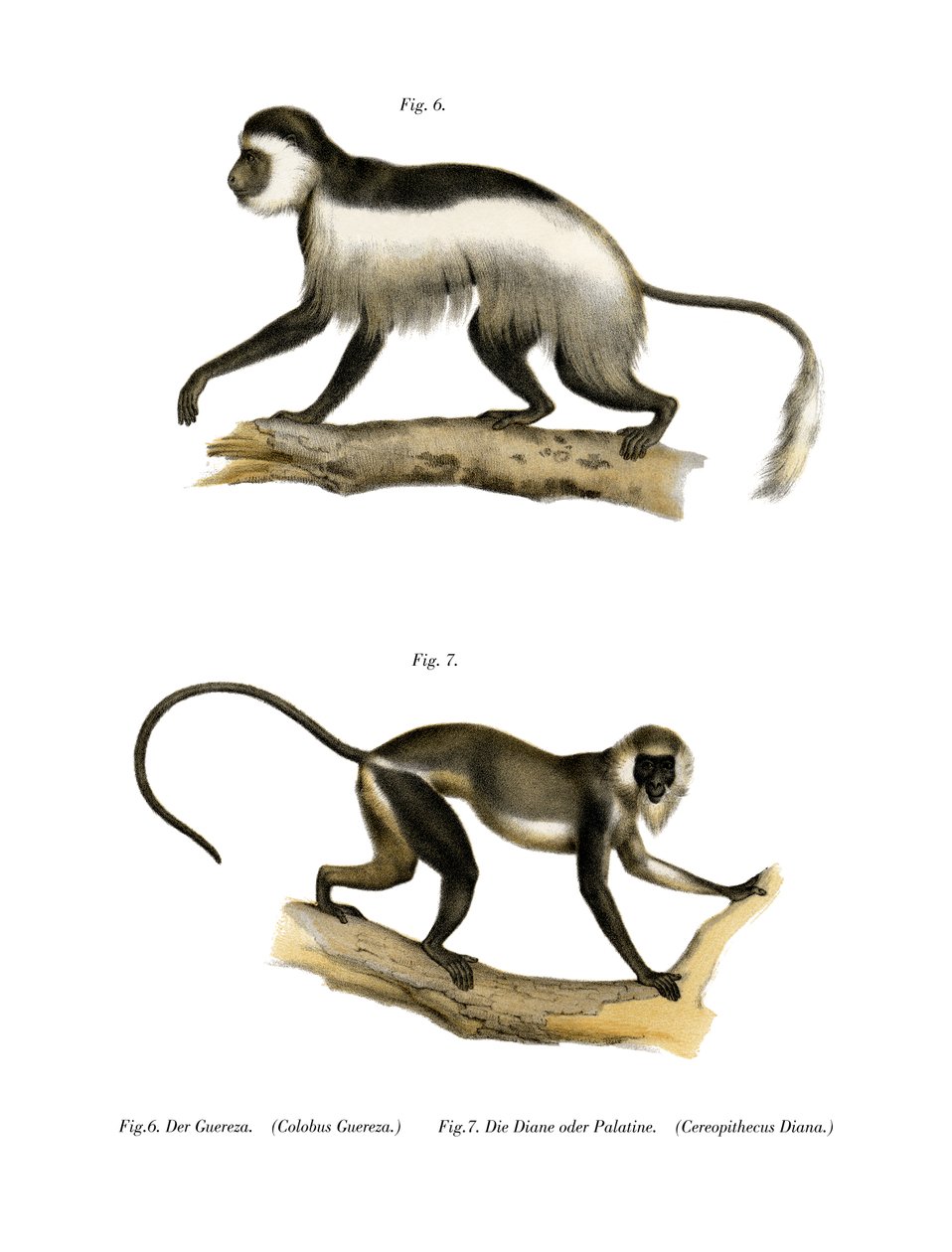 Mantolu Guereza, 1860 by German School