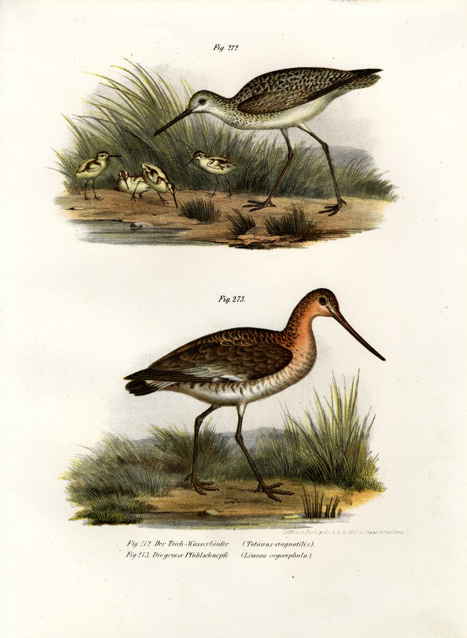 Bataklık Sandpiper, 1864 by German School