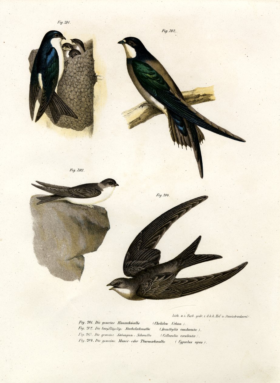 Martin, 1864 by German School