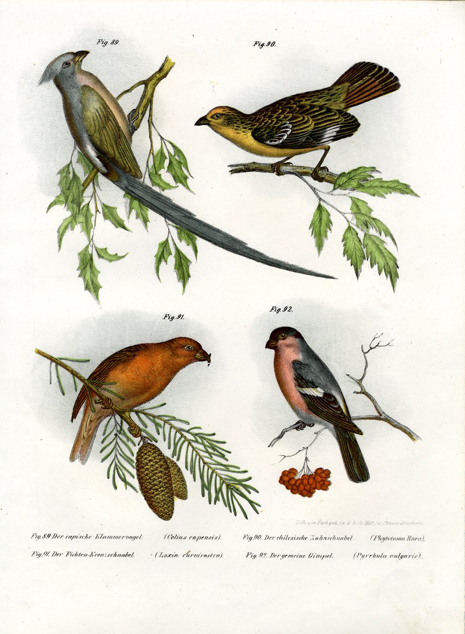 fare kuşu, 1864 by German School