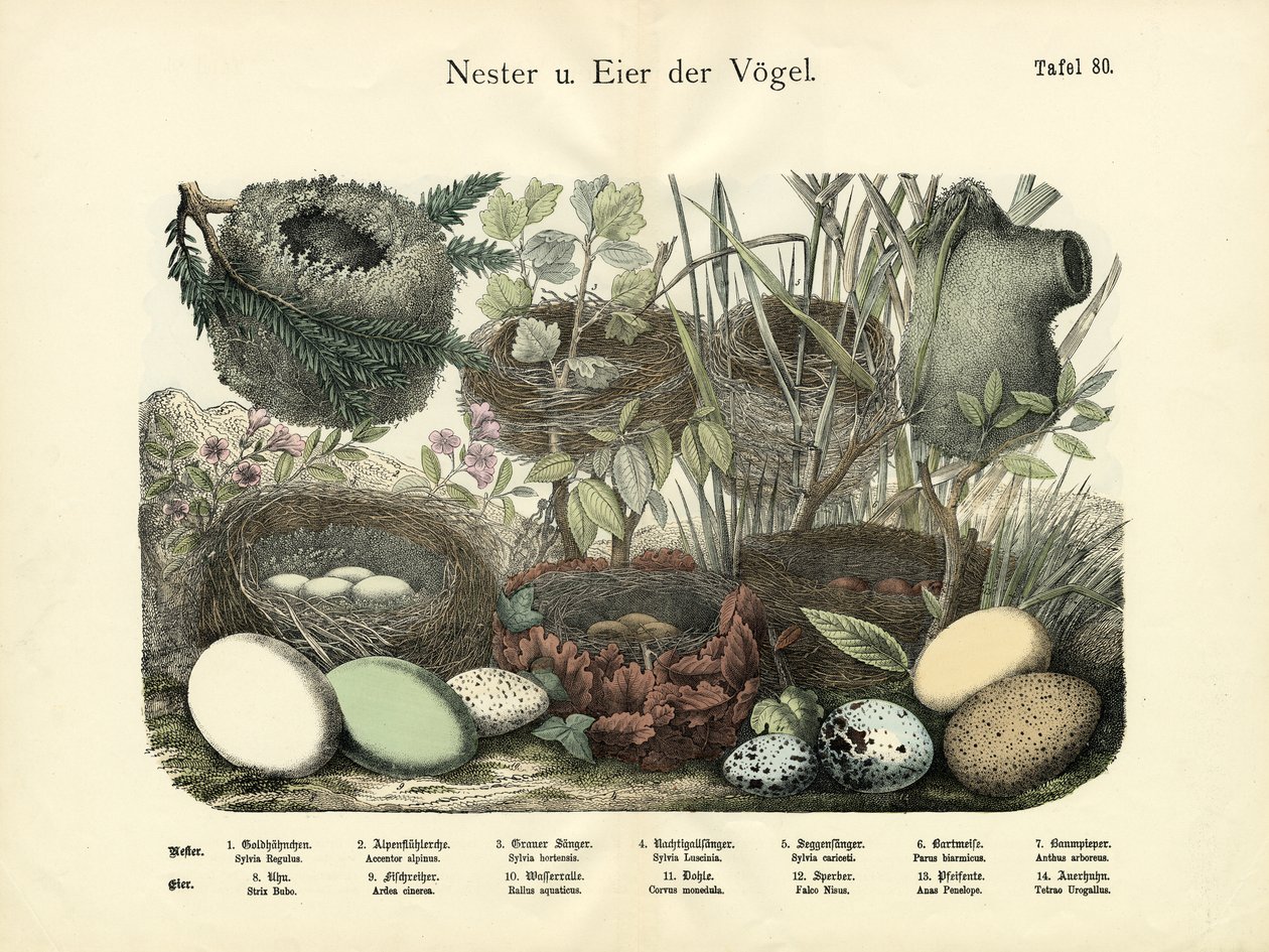 Yuvalar ve Yumurtalar, 1860 dolayları by German School