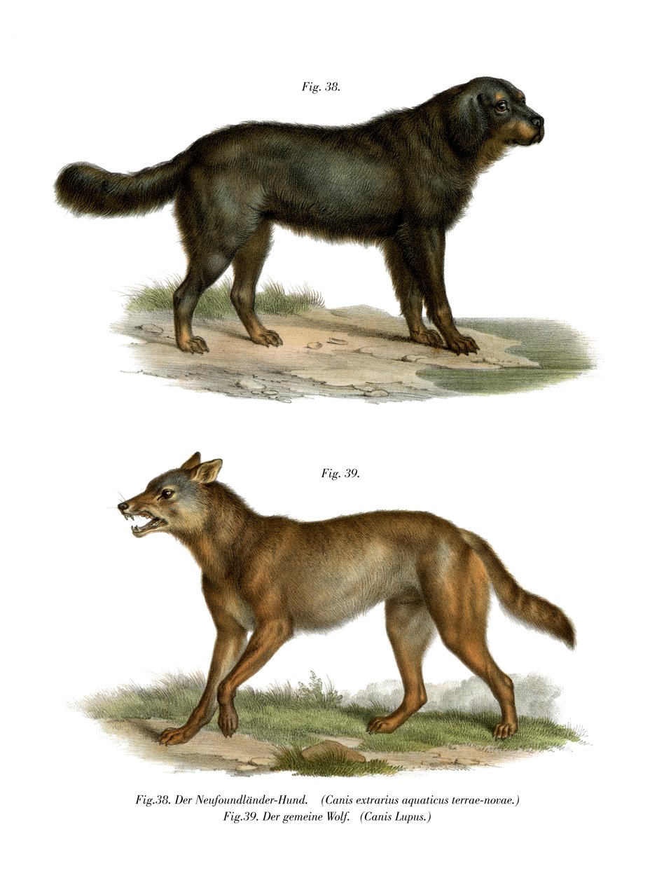 Newfoundland Köpeği, 1860 by German School