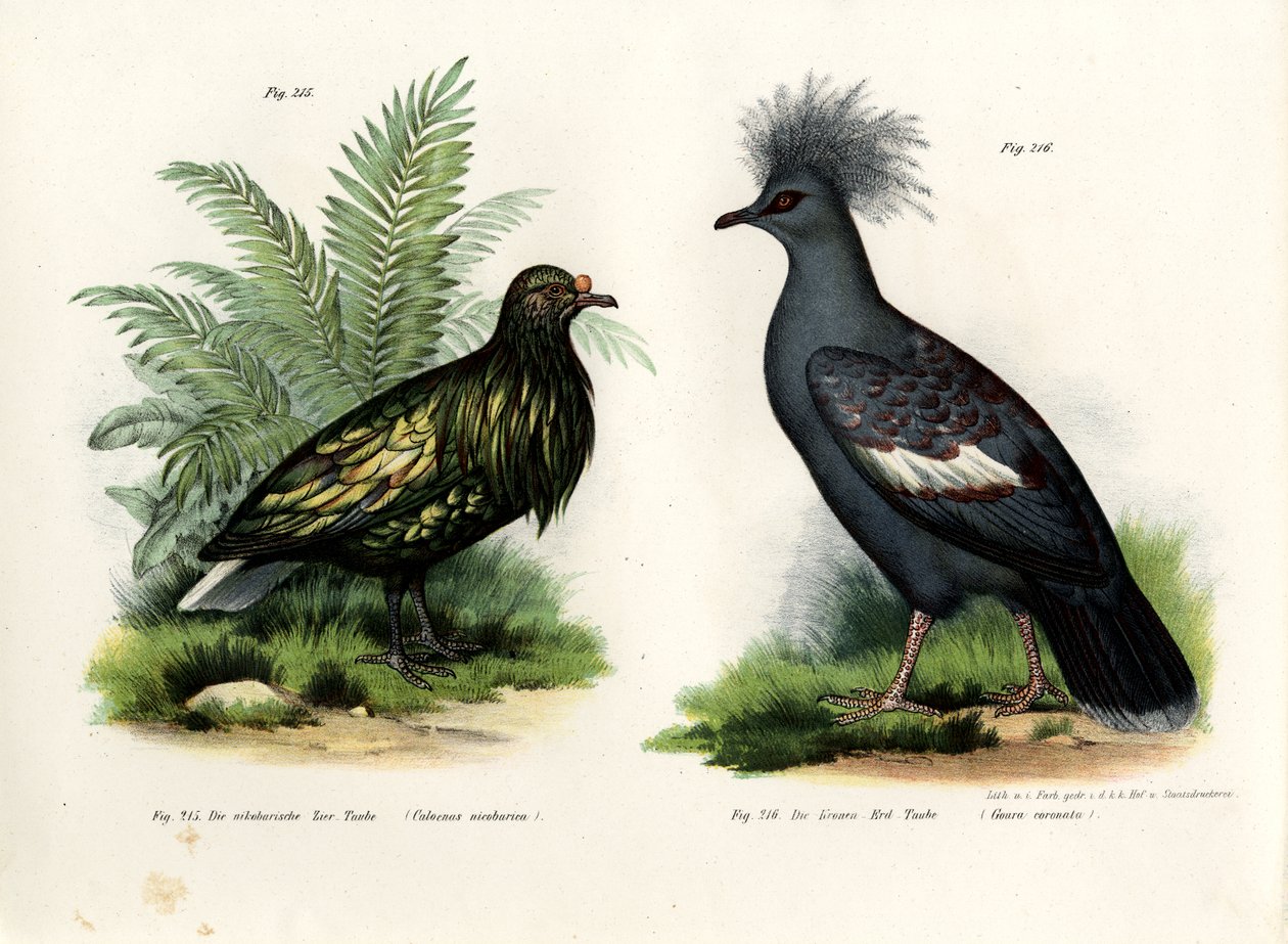 Nikobar Güvercin, 1864 by German School