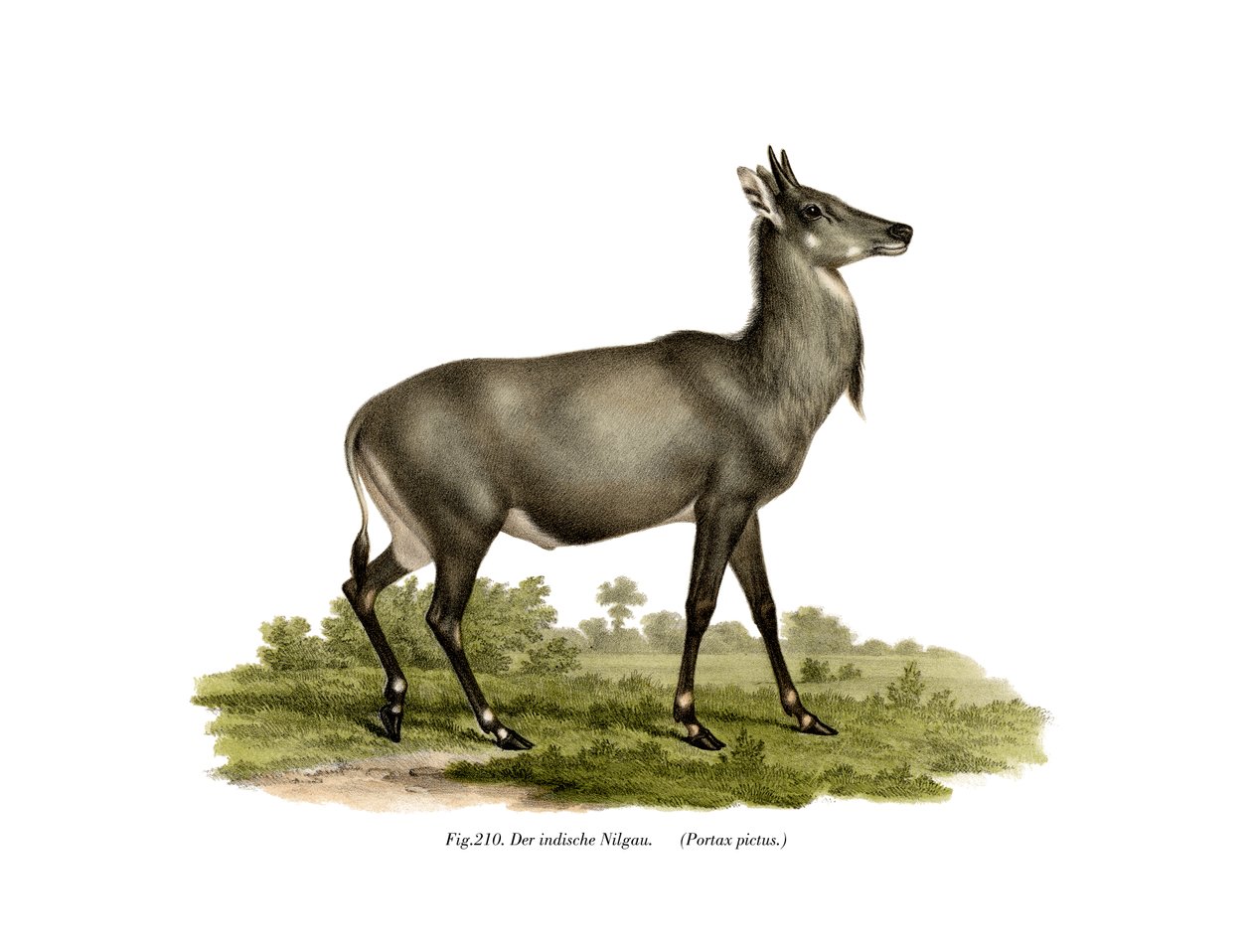 Nilgai, 1860 by German School