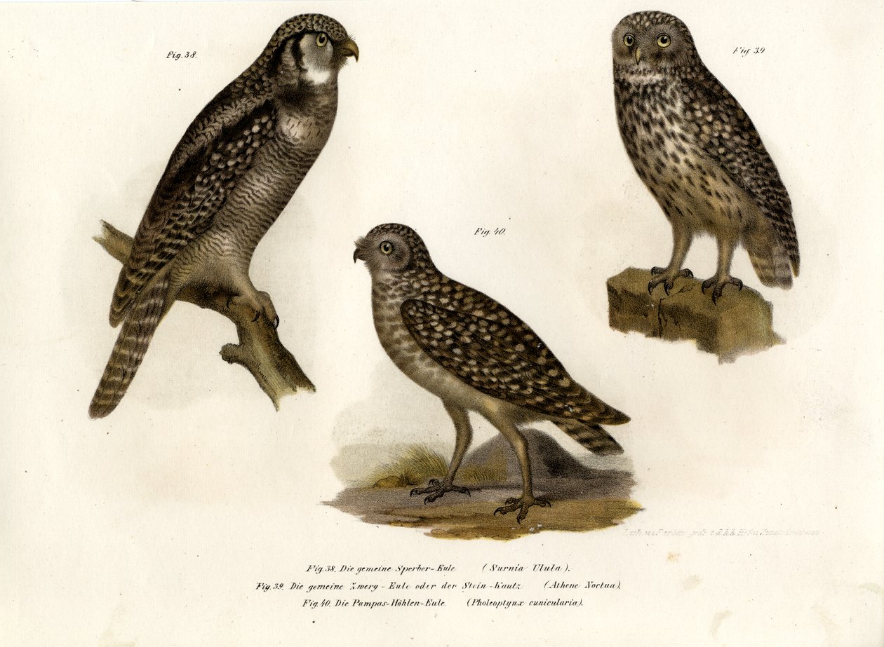 Kuzey Şahin Baykuşu, 1864 by German School