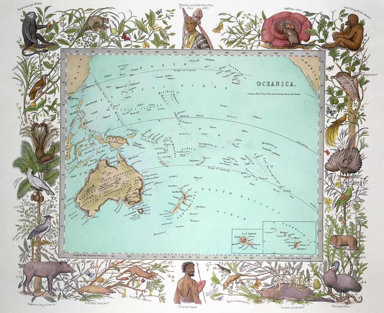 Oceanica, Vogel