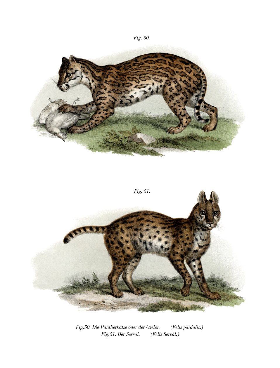 Ocelot, 1860 by German School