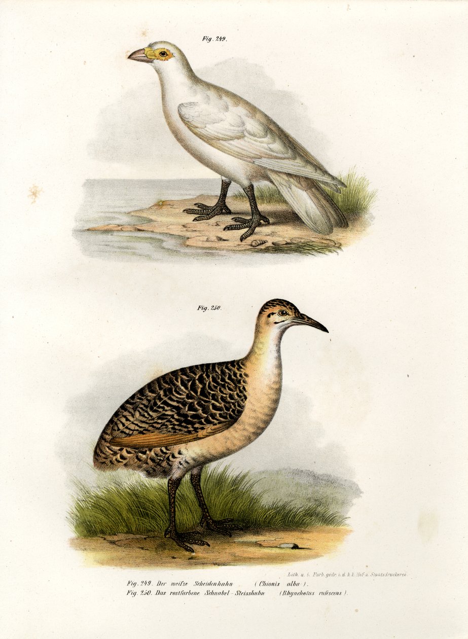 Soluk yüzlü Sheatbill, 1864 by German School