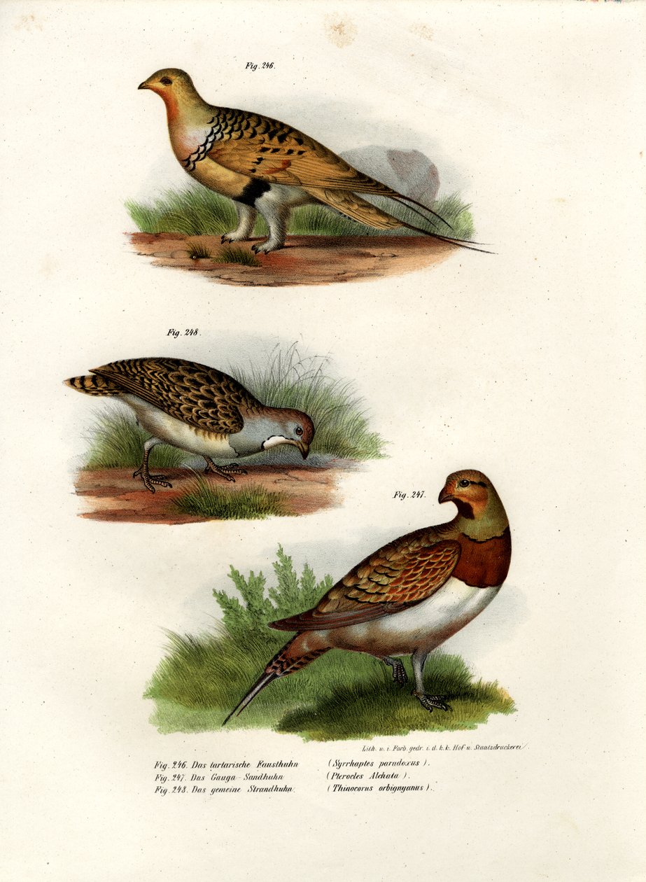 Pallas Kum Tavuğu, 1864 by German School