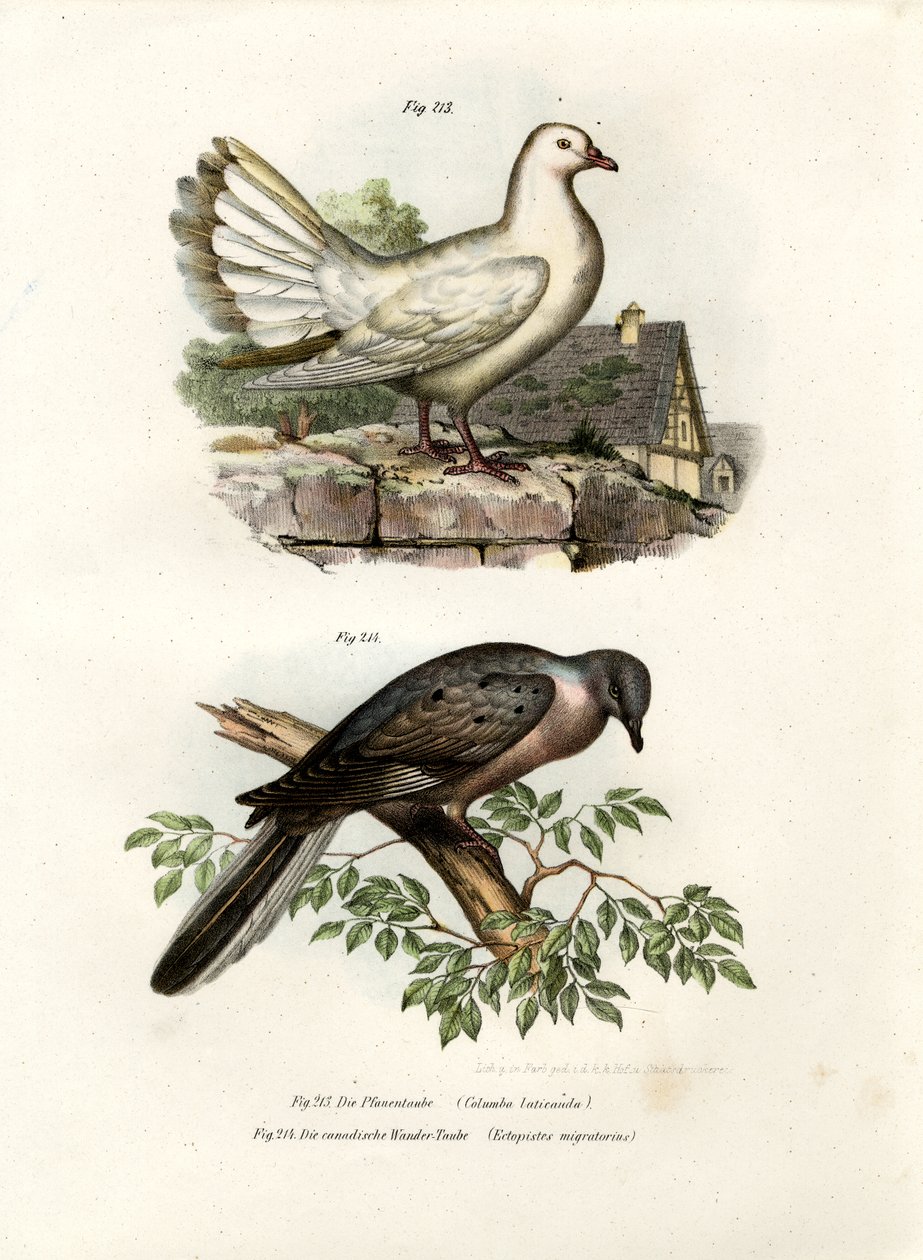 Tavus Kuşu Güvercin, 1864 by German School