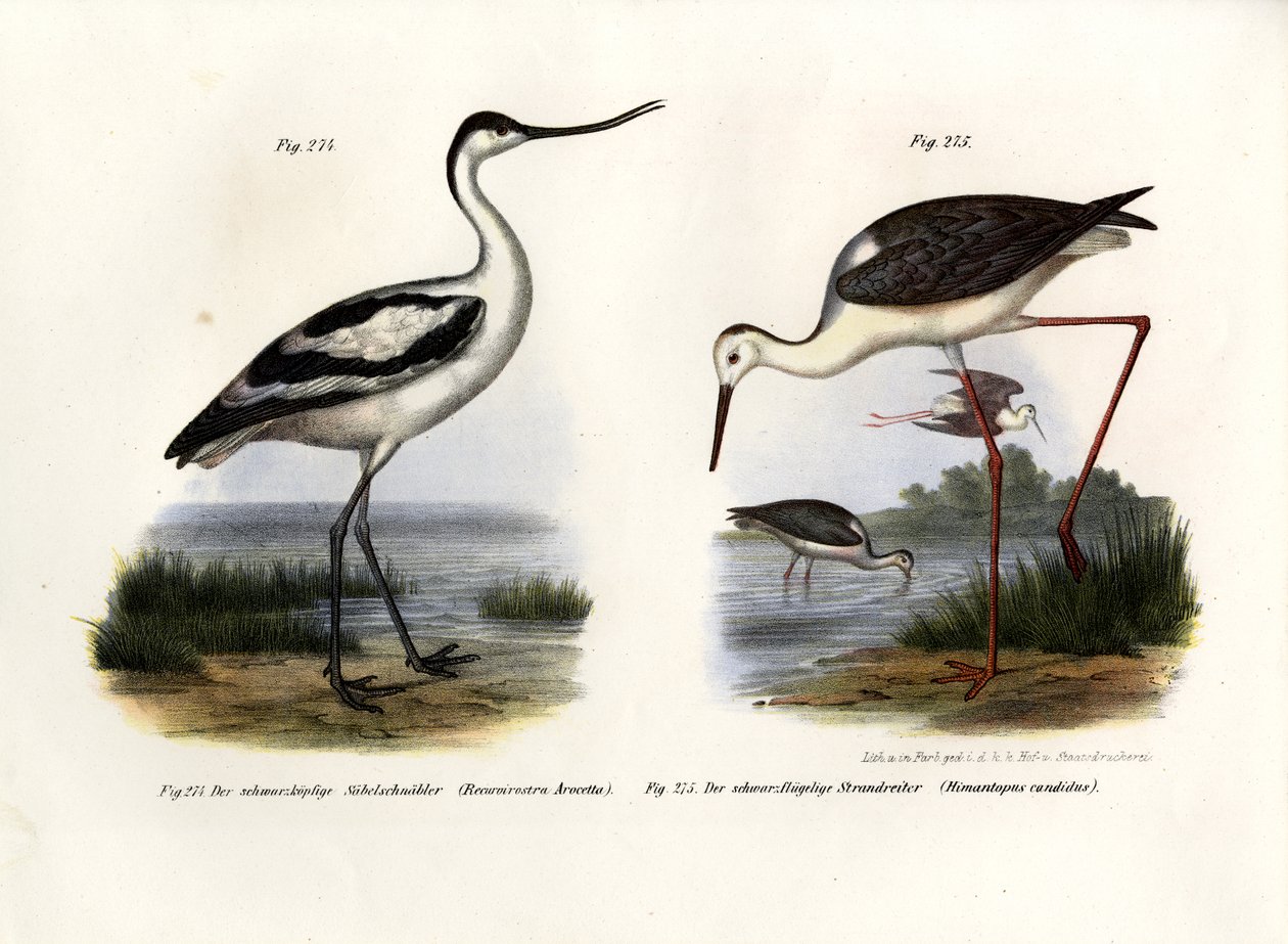 Alaca Avocet, 1864 by German School