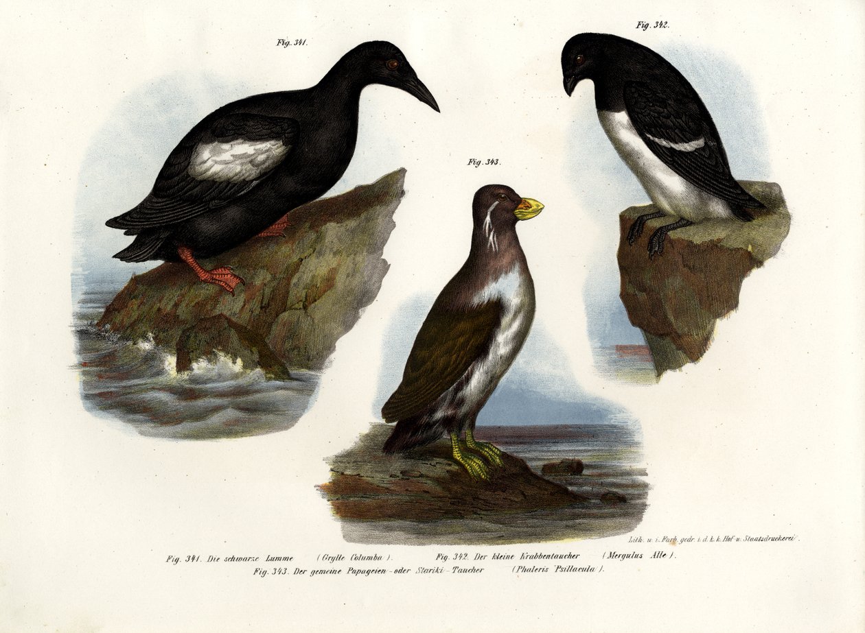 Guillemot güvercini, 1864 by German School