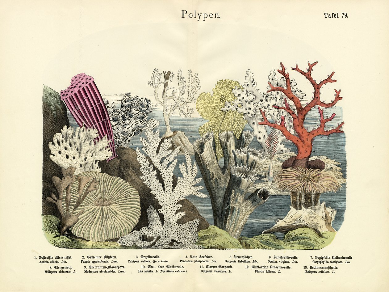 Polipler, c.1860 by German School