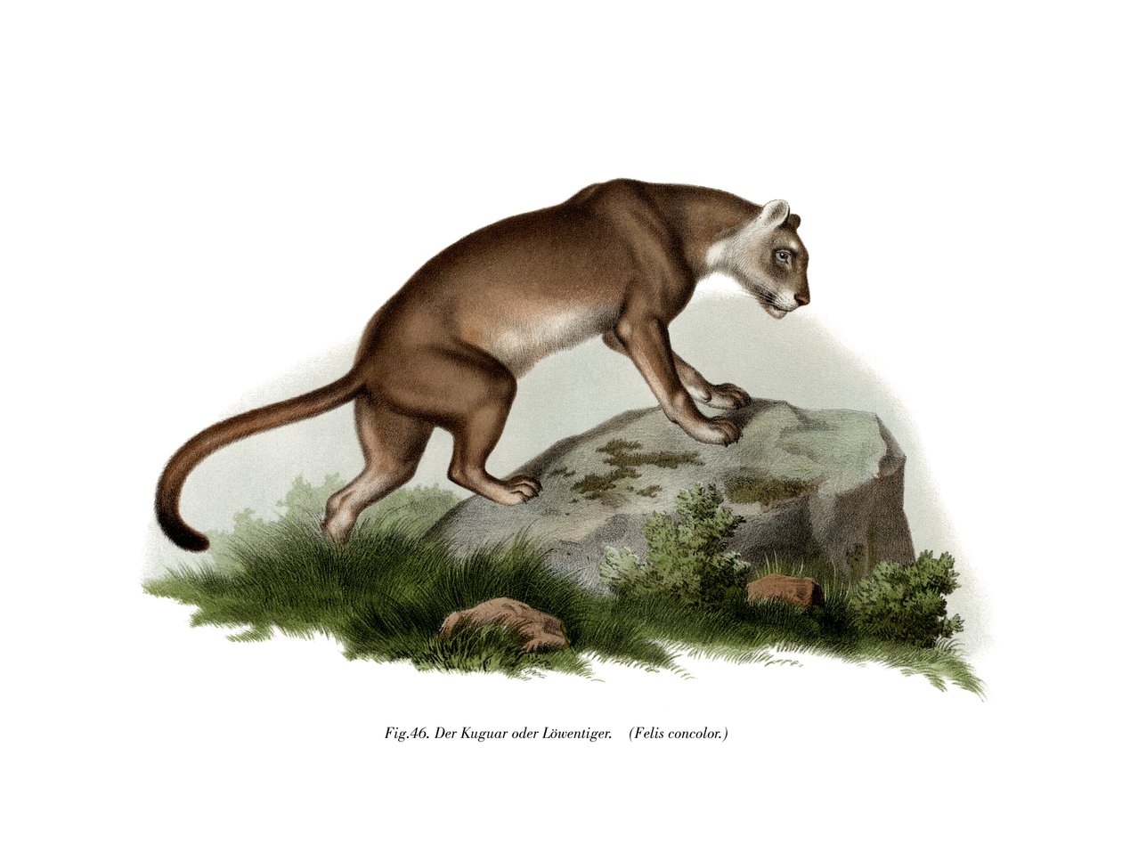 Puma, 1860 by German School