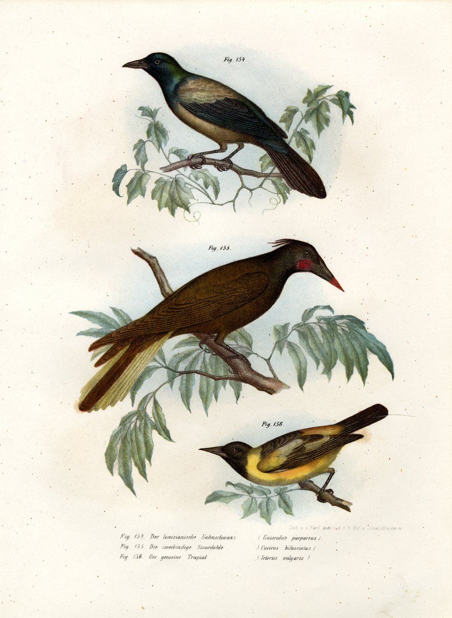 Mor Grakle, 1864 by German School