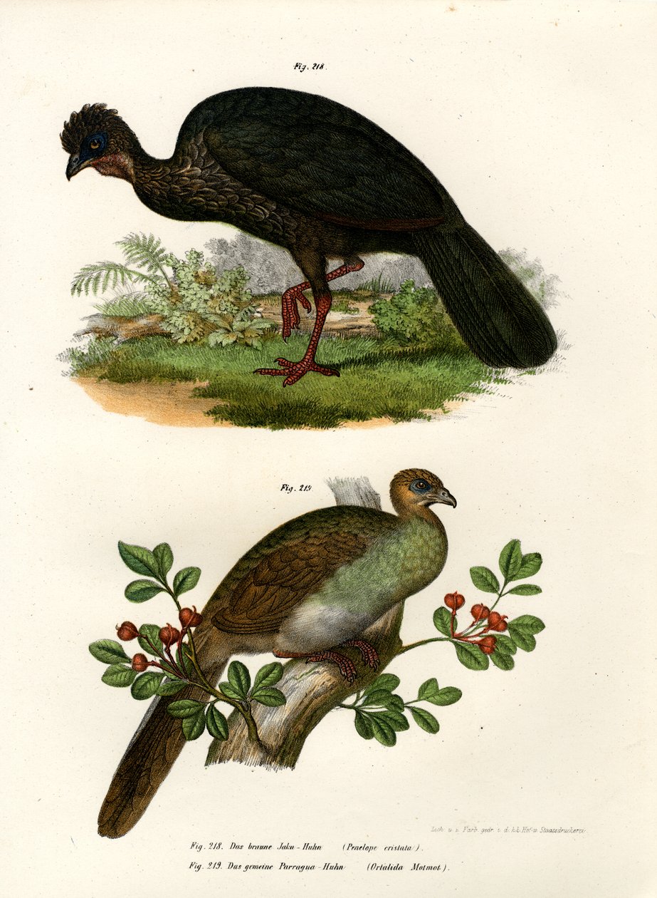 Purple Guan, 1864 by German School