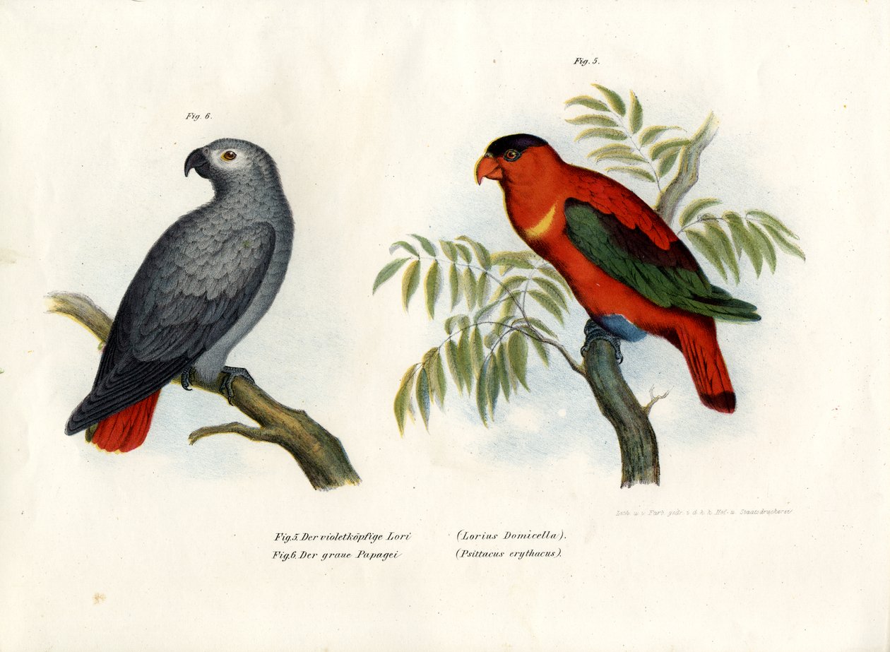 Mor enseli Lory, 1864 by German School