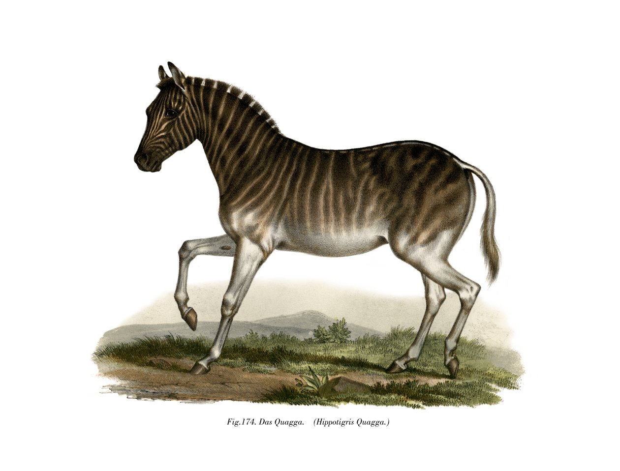 Quagga, 1860 by German School
