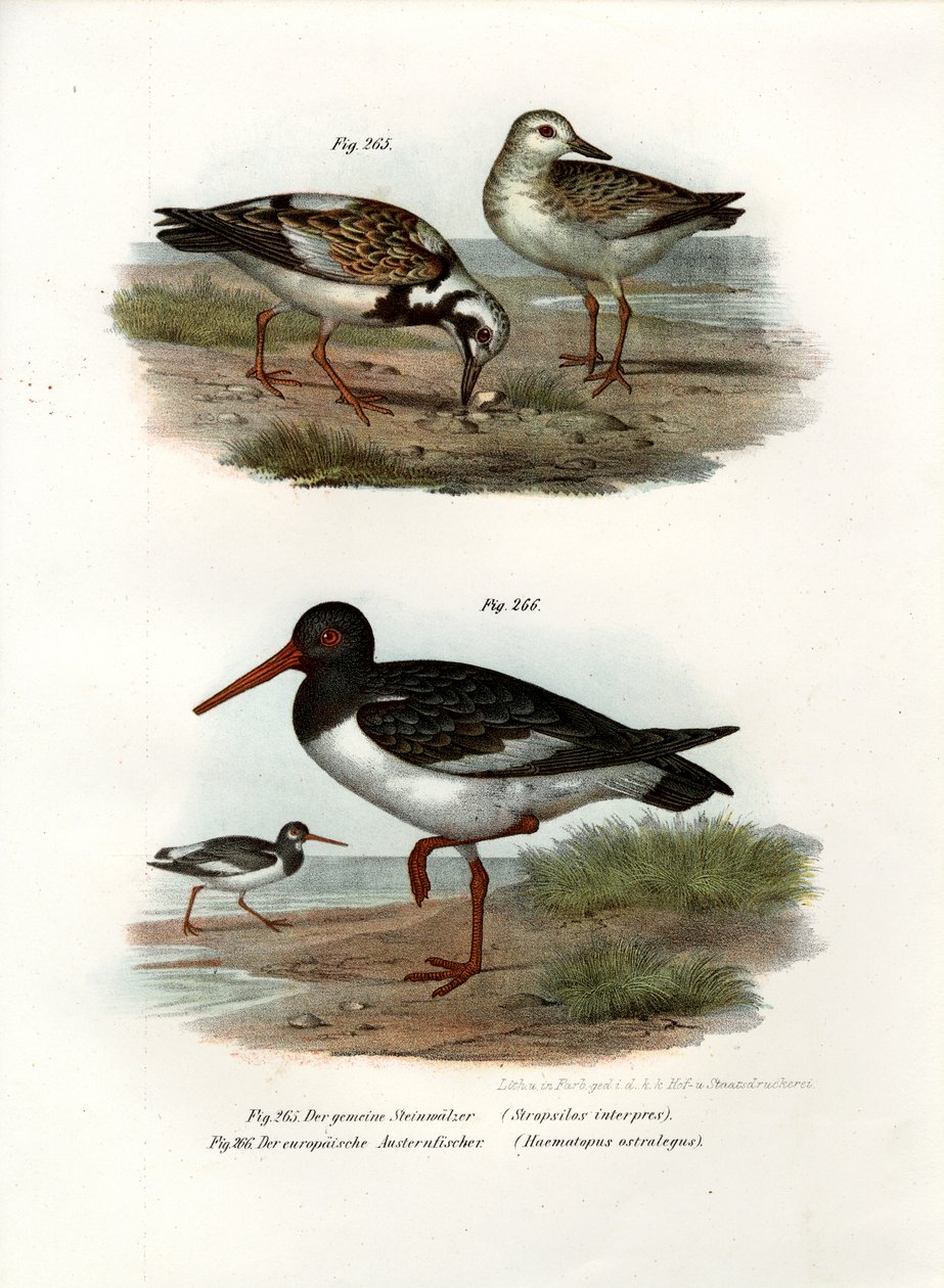 Kızıl Dönüm Taşı, 1864 by German School