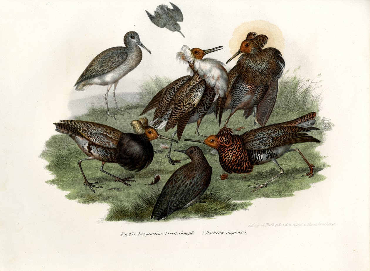 Ruff, 1864 by German School