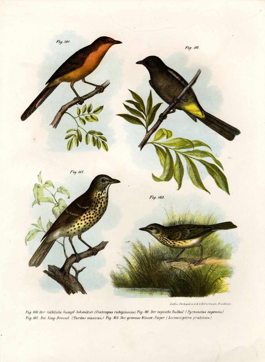 Kızıl göğüslü Babbler, 1864 by German School