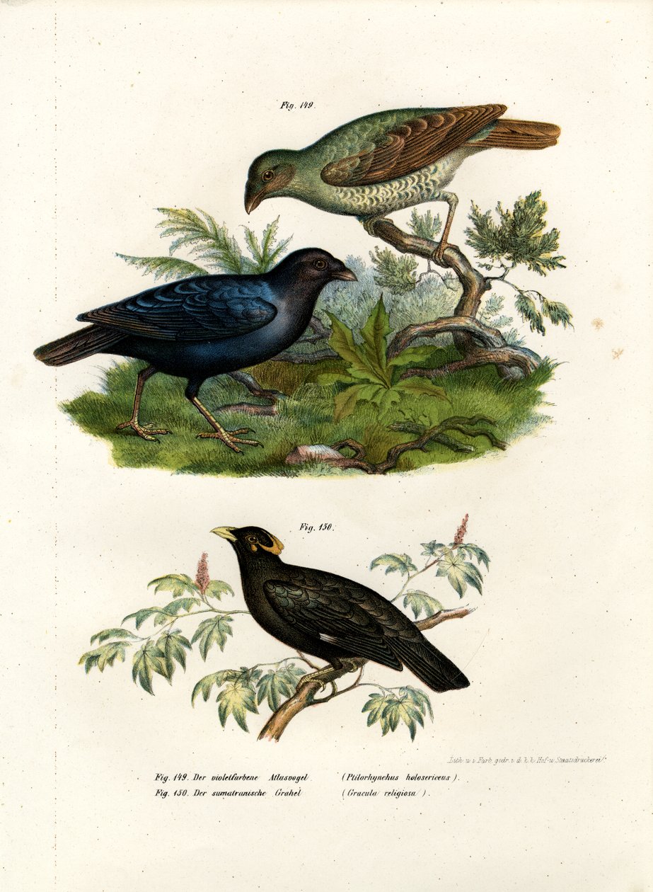 Saten Bower Kuşu, 1864 by German School