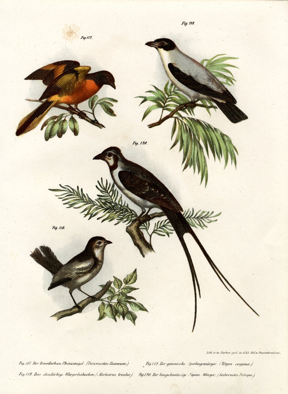 Scarlet Minivet, 1864 by German School