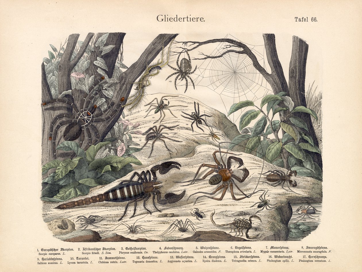 Akrepler ve Örümcekler, 1860 dolayları by German School