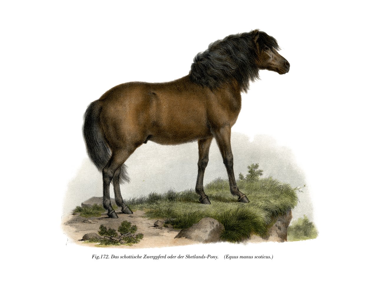 Shetland-Pony, 1860 by German School
