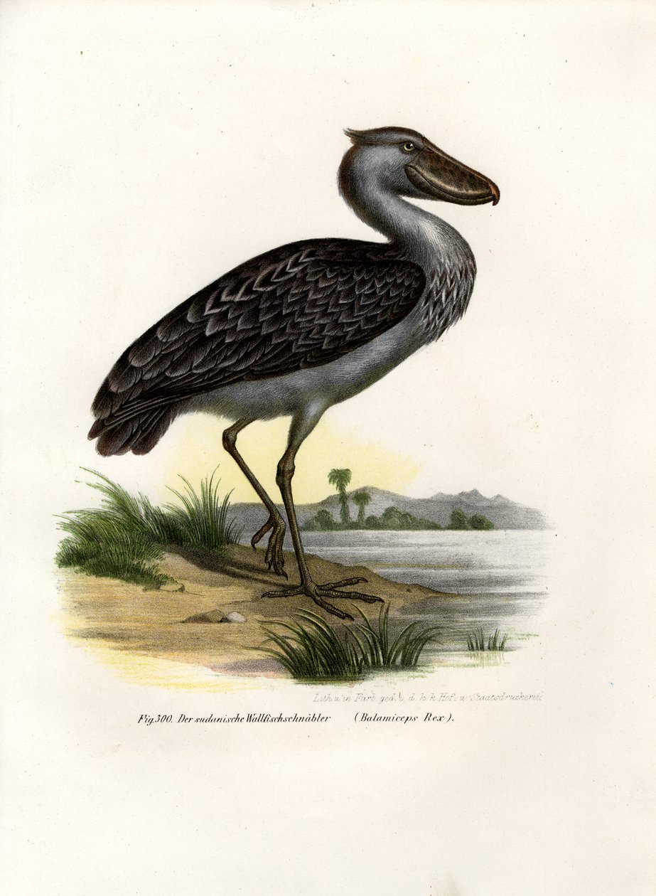 Ayakkabi, 1864 by German School