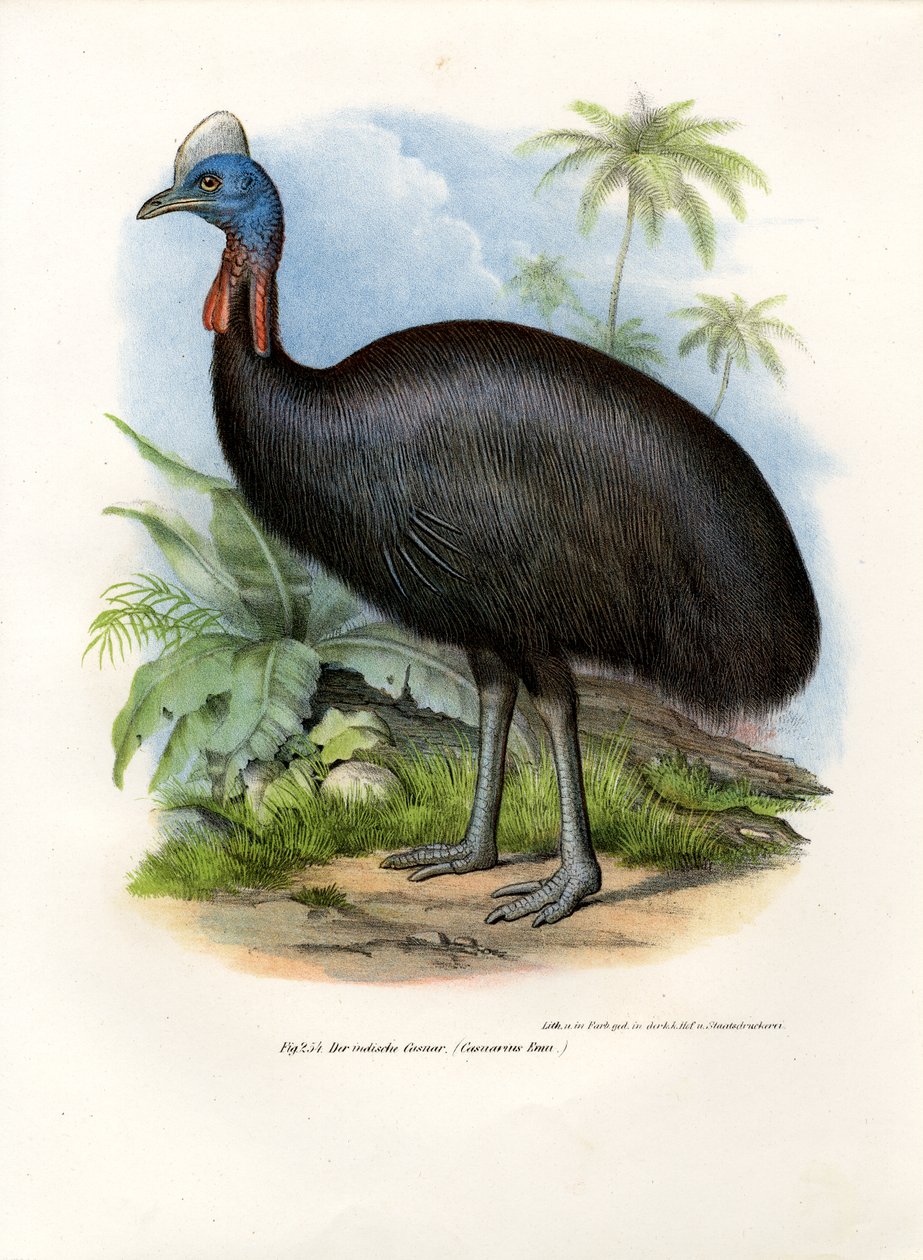 Güney Cassowary, 1864 by German School