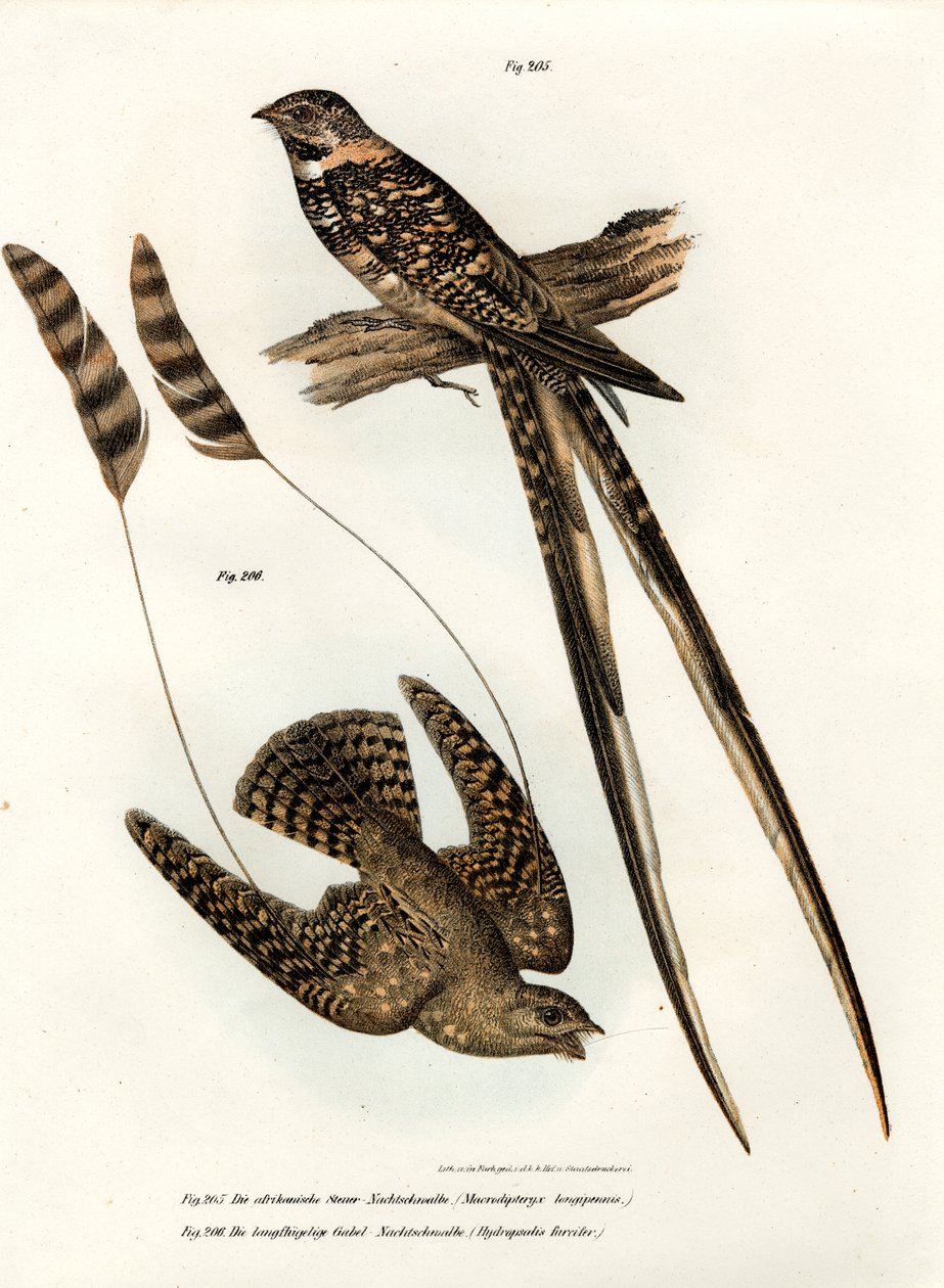 Standart kanatlı Nightjar, 1864 by German School
