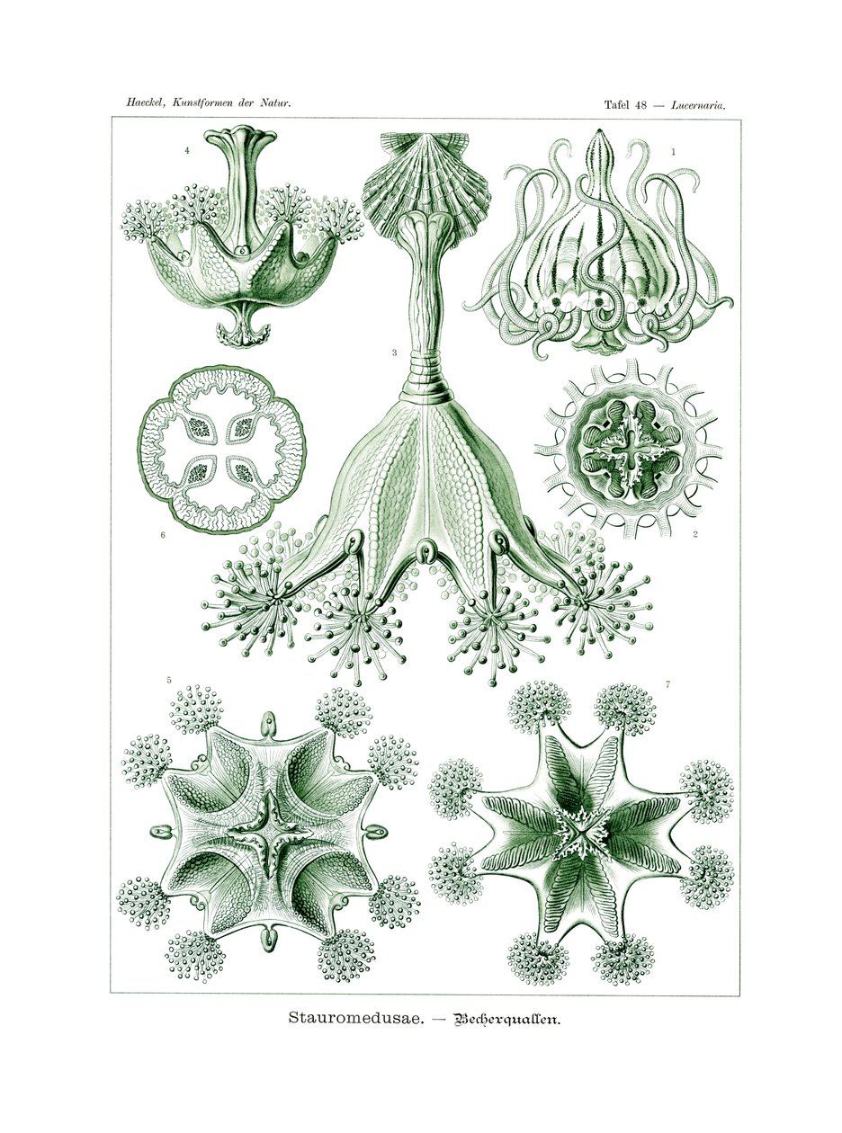 Stauromedusae, 1899-1904 by German School