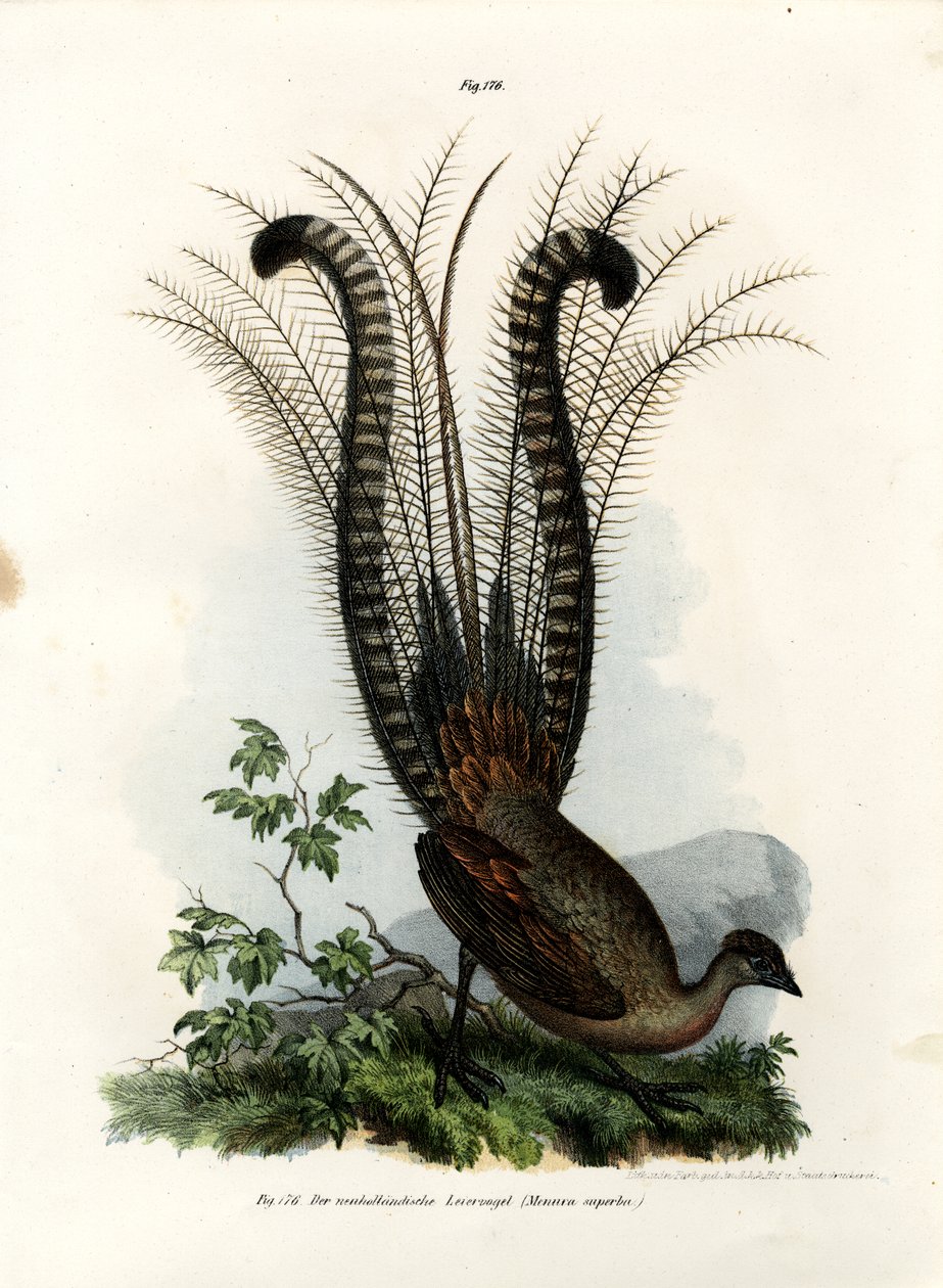 Muhteşem Lyrebird, 1864 by German School