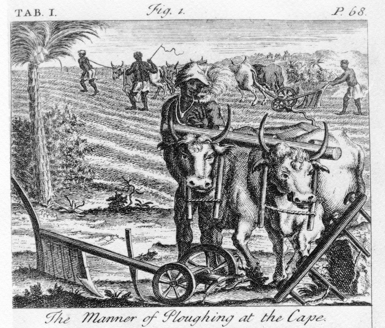 The Manner of the Cape the Cape, bir illüstrasyon, 