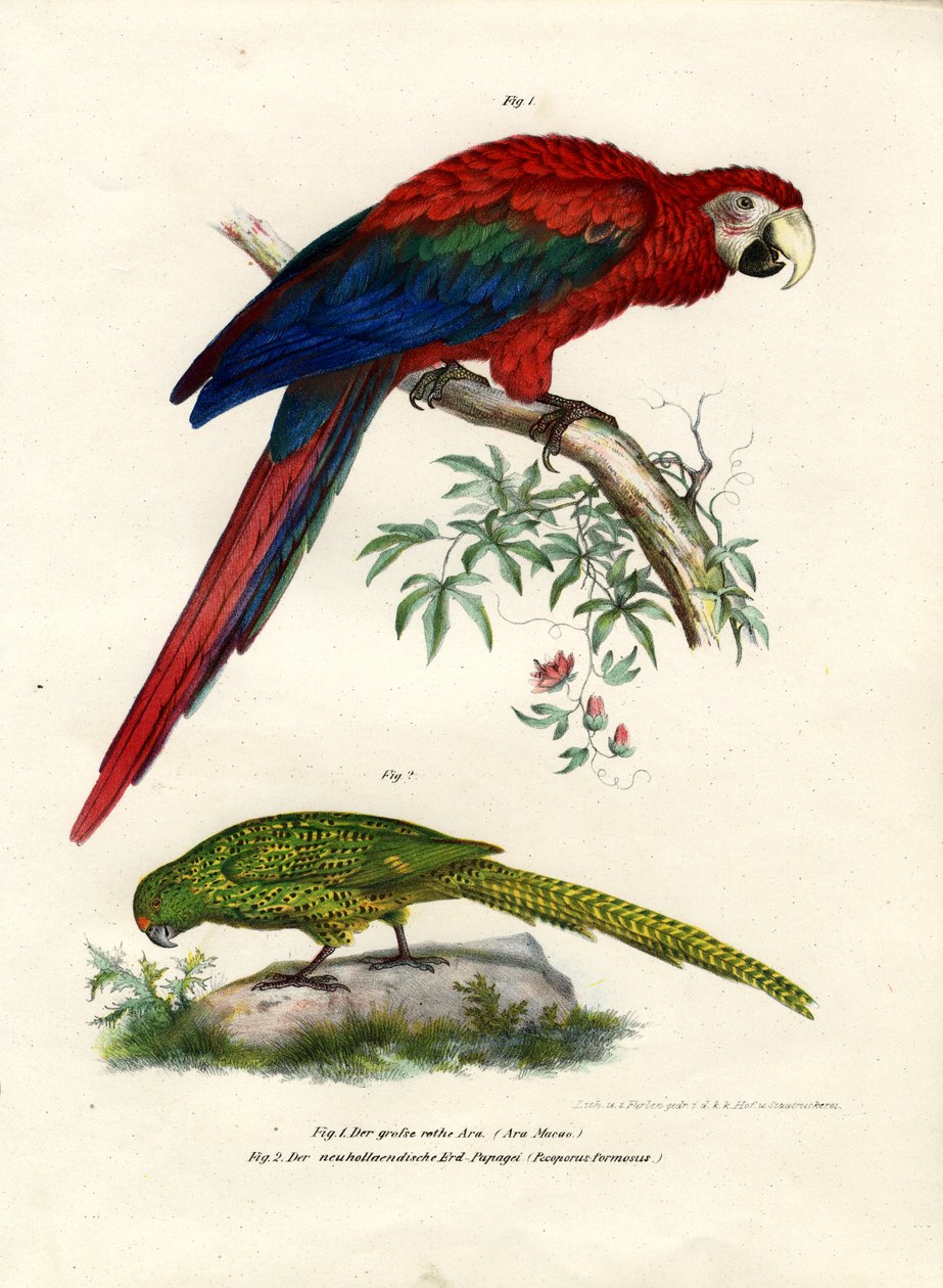Kızıl Amerika Papağanı, 1864 by German School