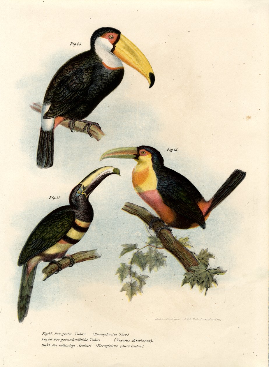 Toco Toucan, 1864 by German School