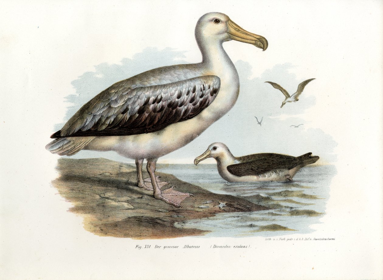Gezici Albatros, 1864 by German School