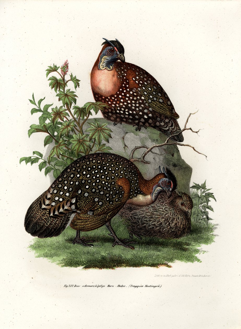 Batı Tragopan, 1864 by German School
