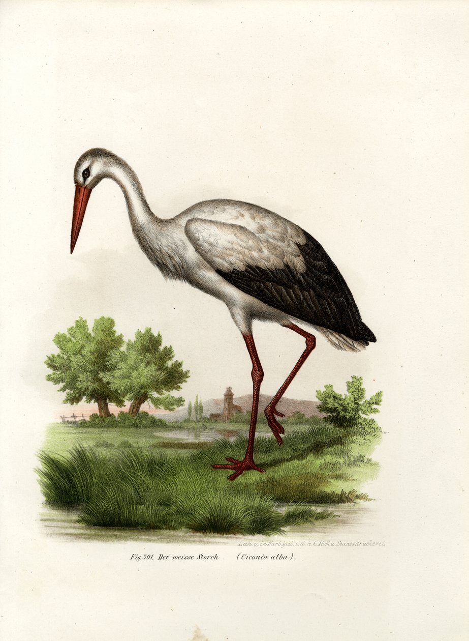 Beyaz Leylek, 1864 by German School