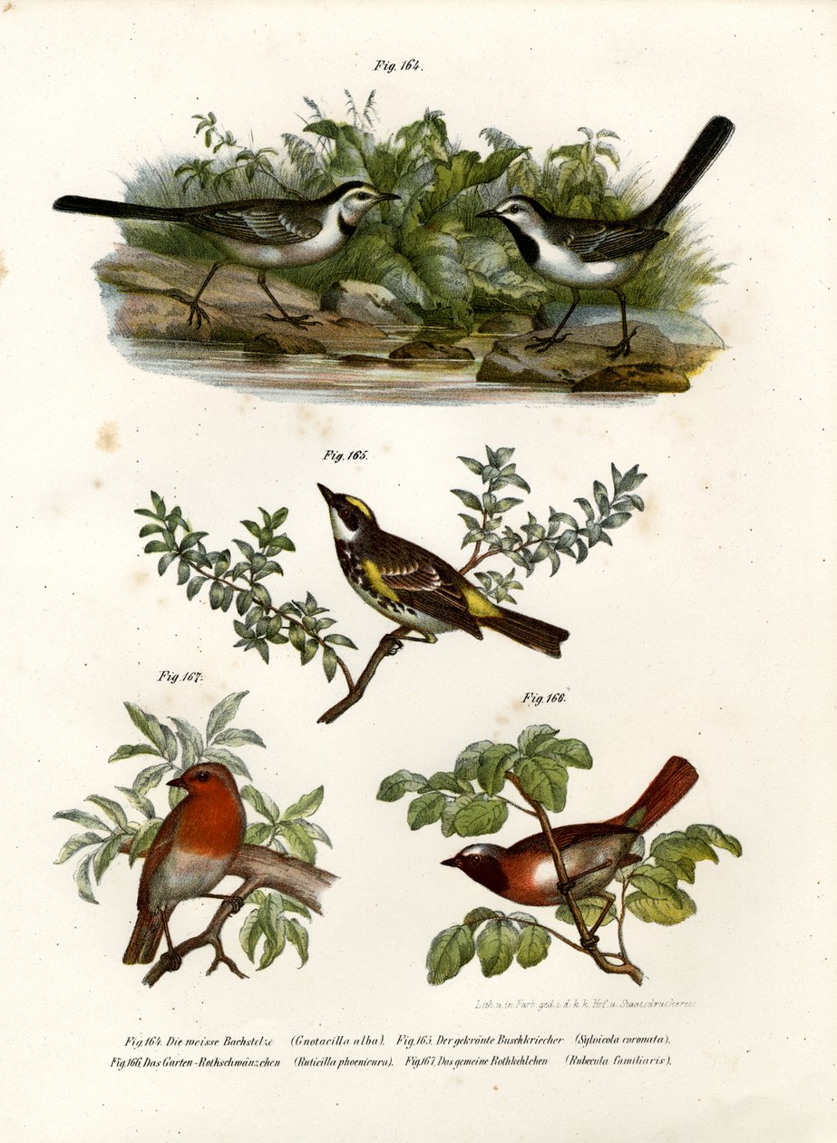 Beyaz Kuyruksallayan, 1864 by German School