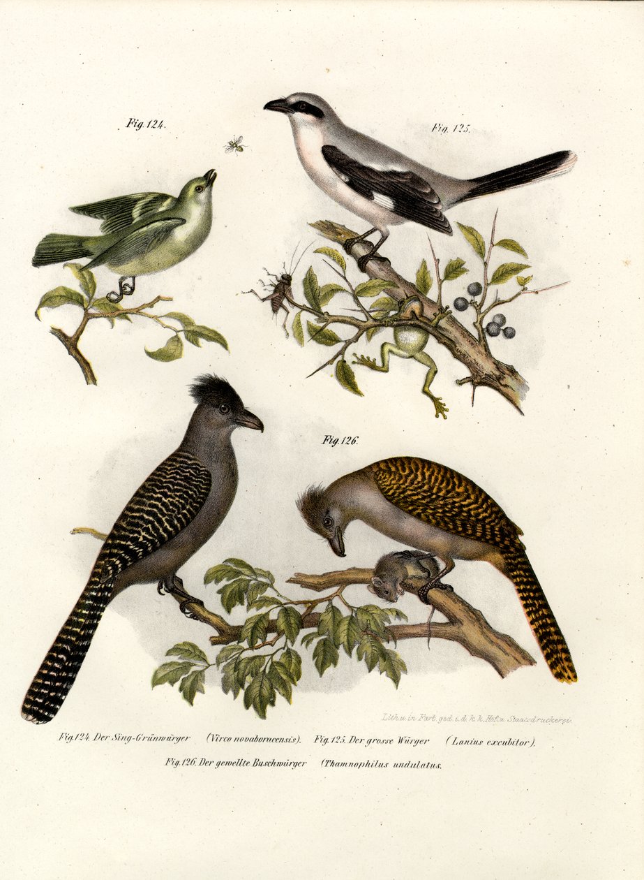 Ak gözlü Vireo, 1864 by German School