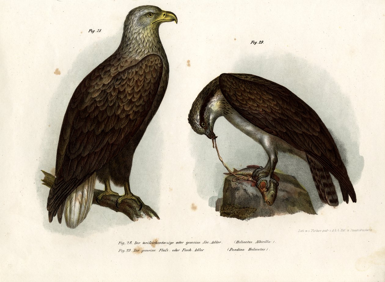 Ak kuyruklu kartal, 1864 by German School