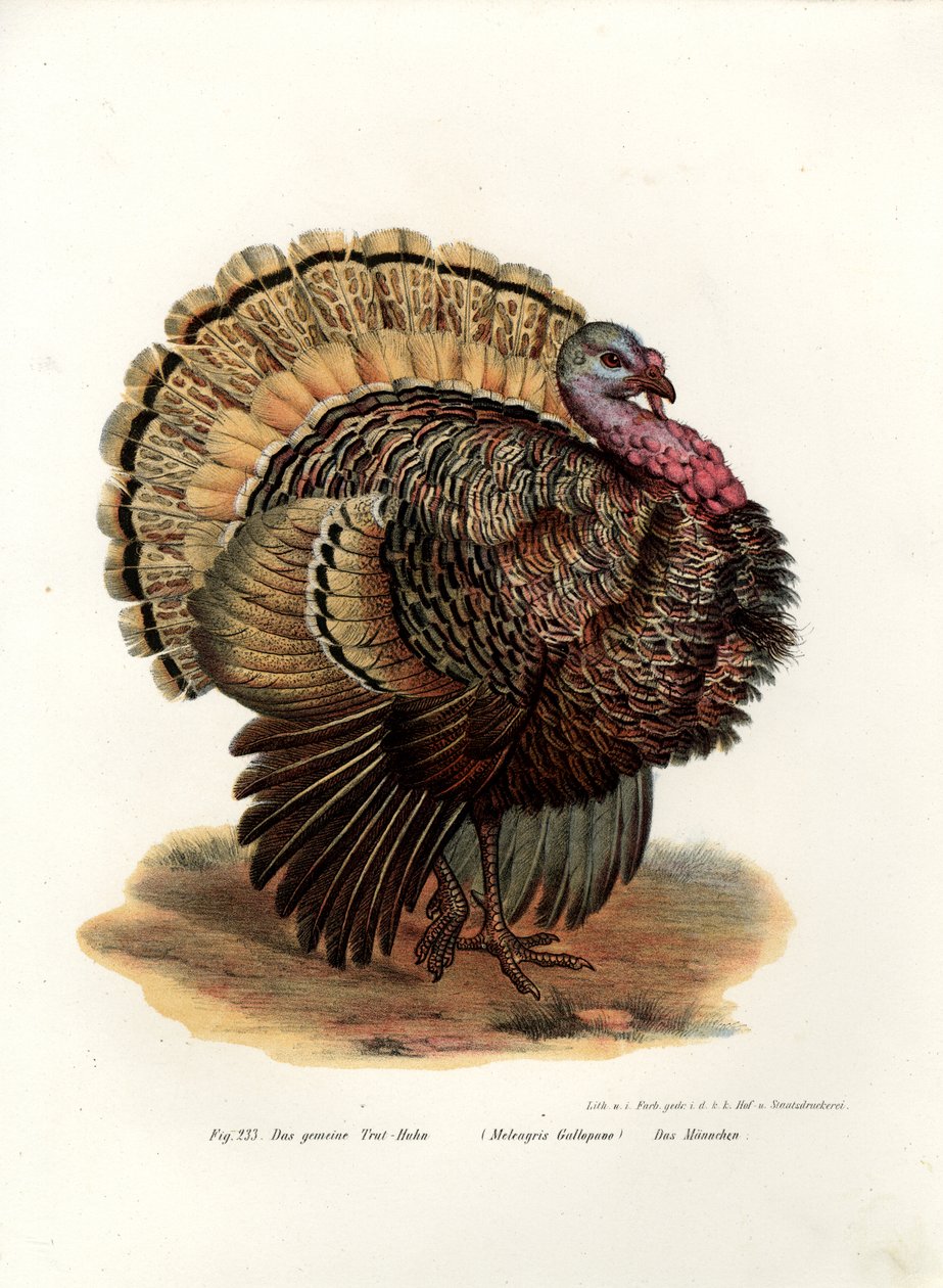 Vahşi Türkiye, 1864 by German School