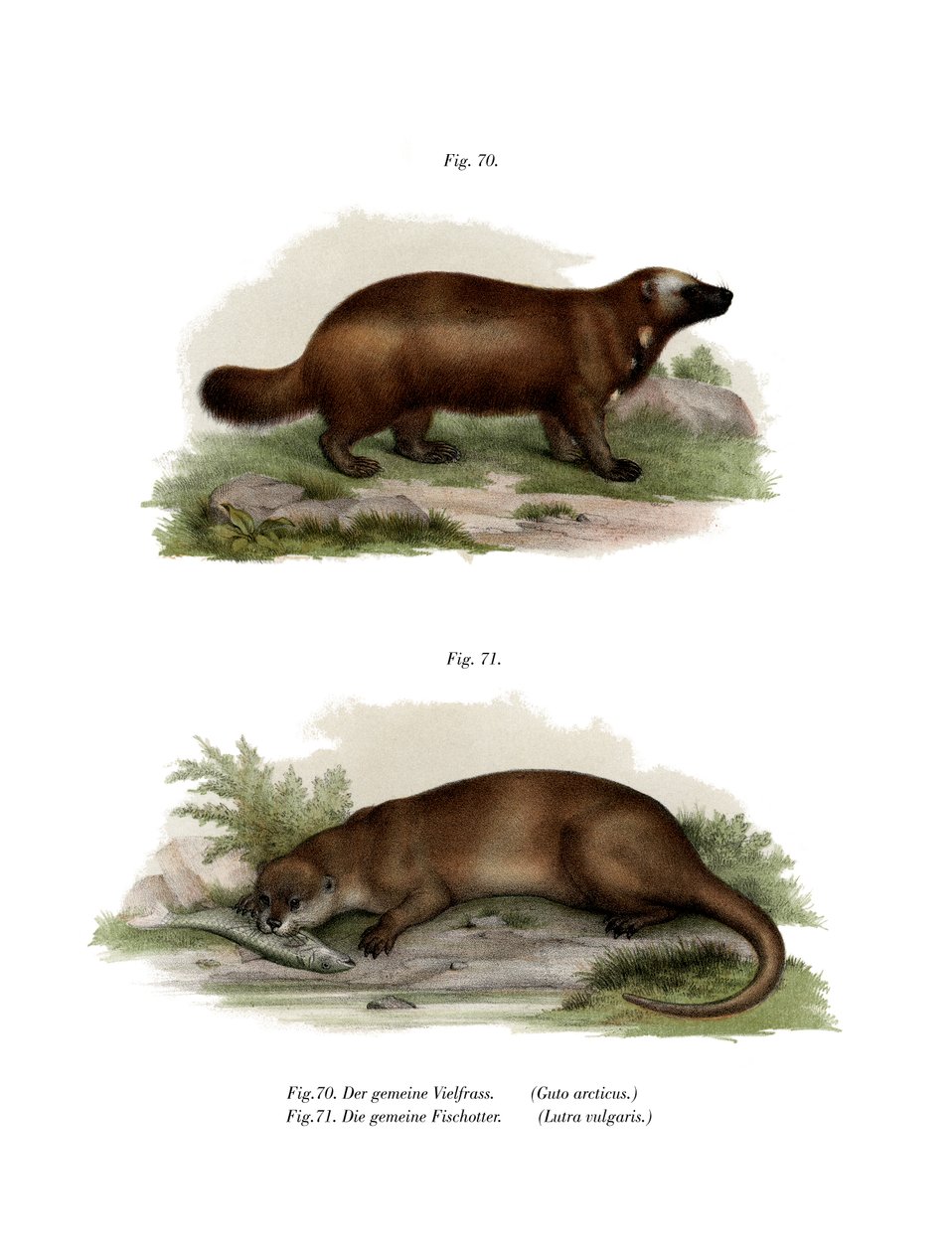 Wolverine, 1860 by German School