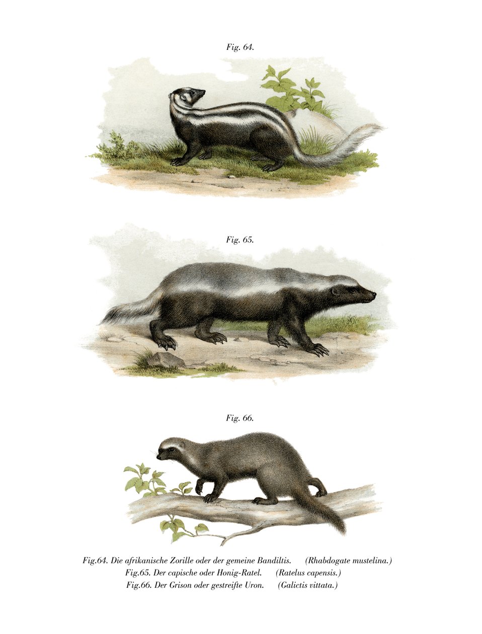 Zorilla, 1860 by German School