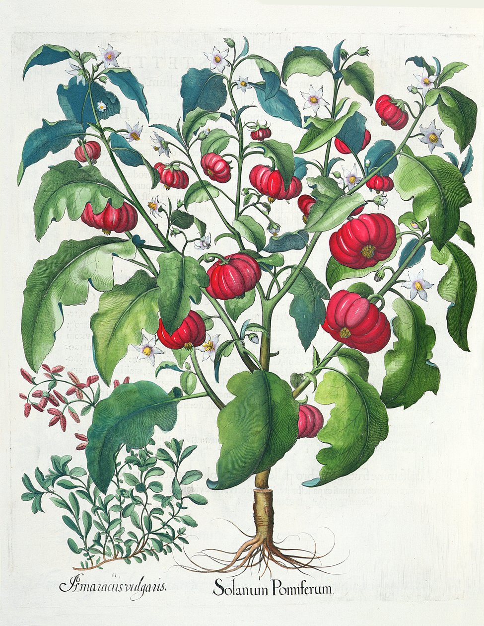 1. Solanum meyvesi 2. Amaracus vulgaris, Basil Besler