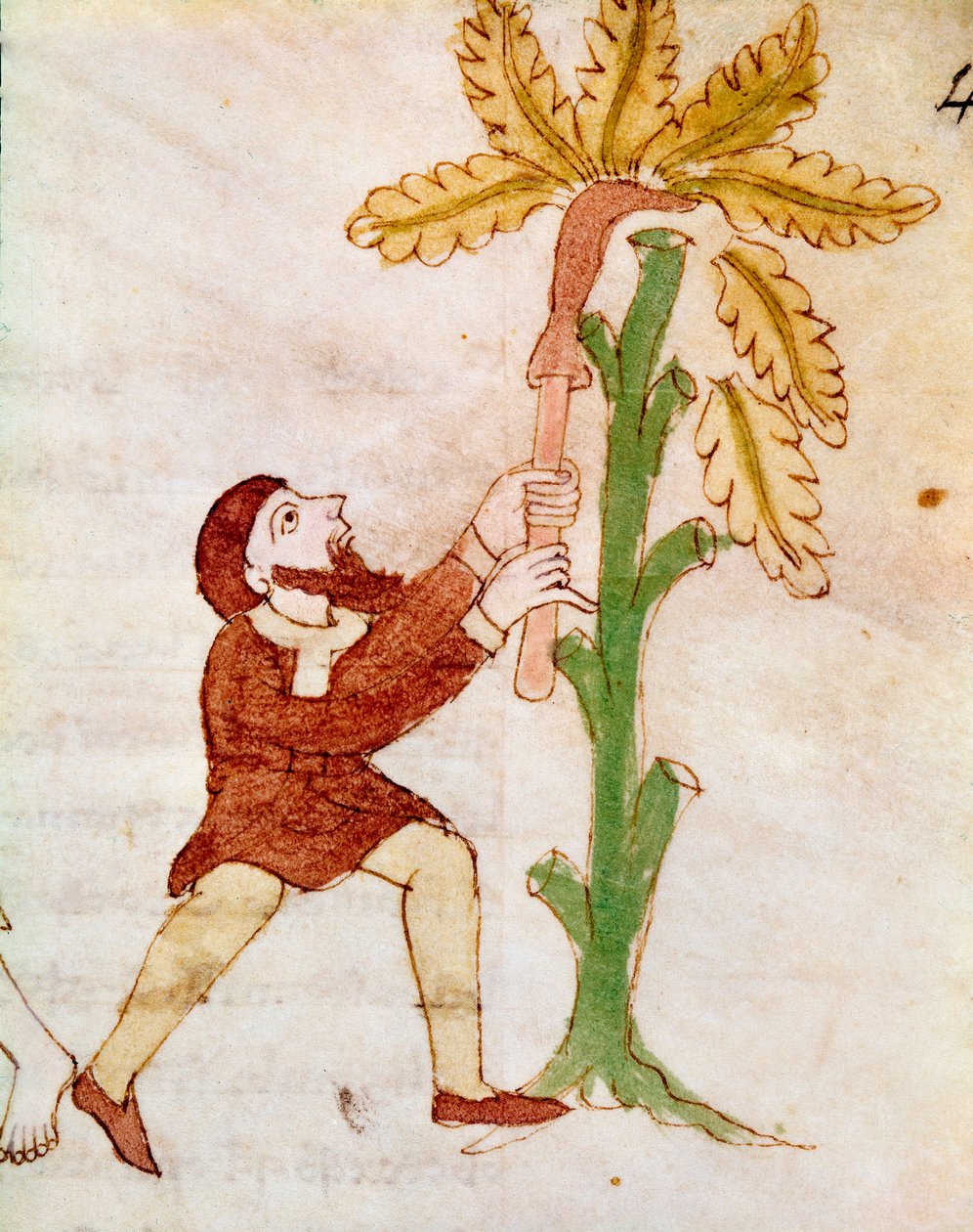 Rabanus Maurus Magnentius