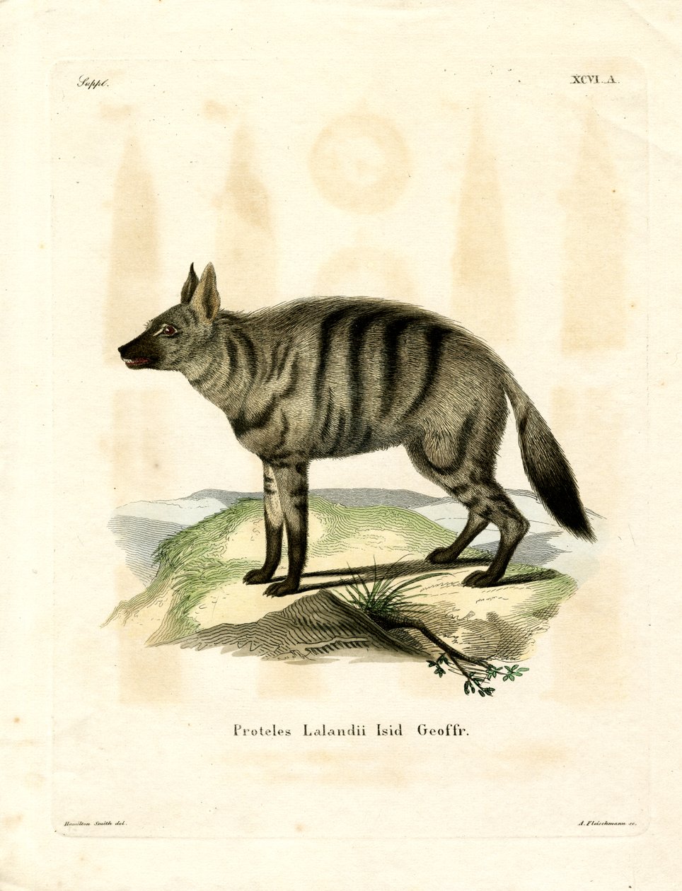 Aardwolf (renkli gravür) by German School